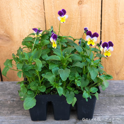 Viola Edible Flower pack Jumbo 6pk