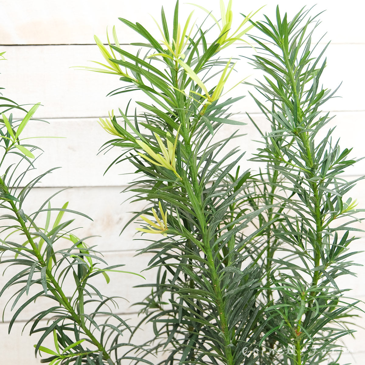 Podocarpus macrophyllus Maki 5 gal