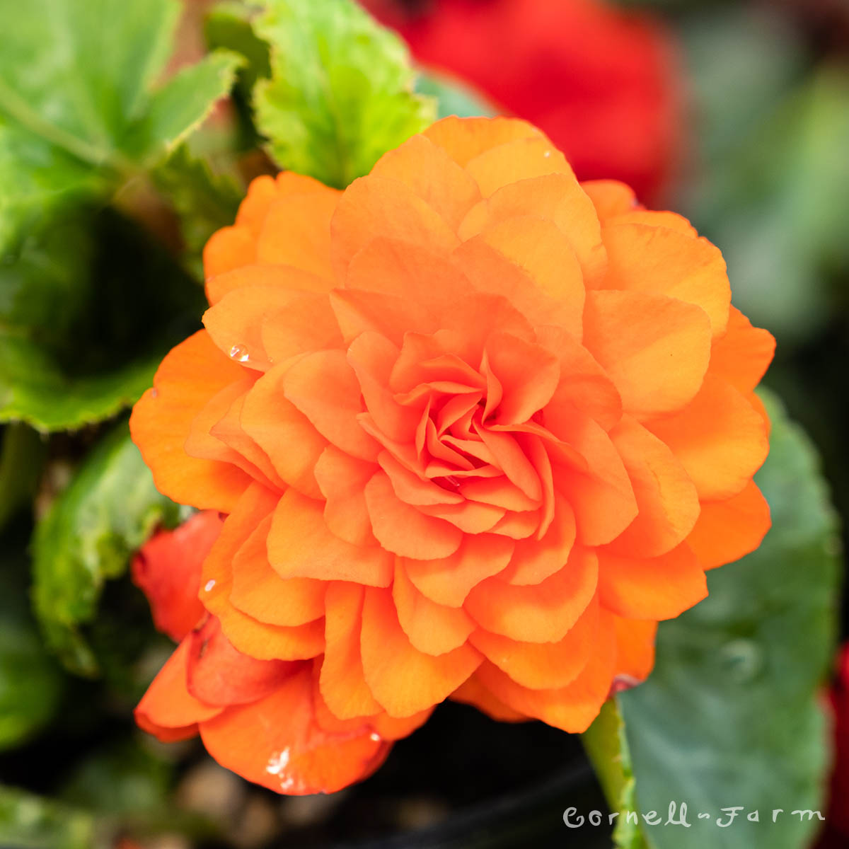 Begonia NonStop Joy Orange Qrt. Tuberous CF