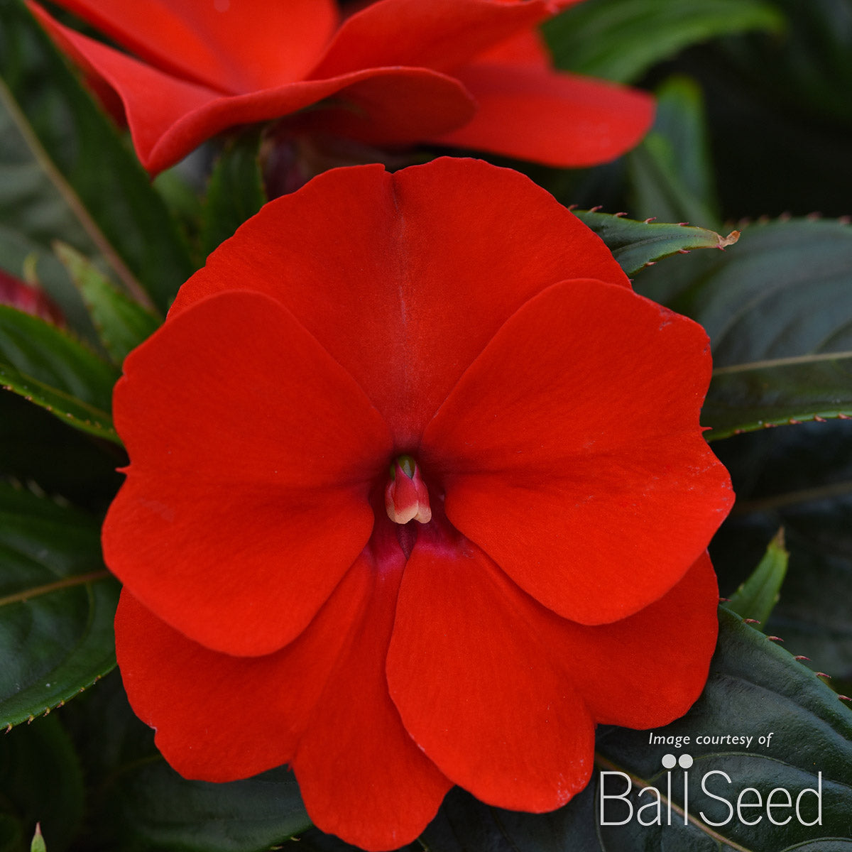 Impatiens-NG Red 4.25in ColorPower CF