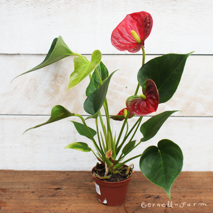 Anthurium andraeanum 2in Red Flower – Cornell Farm
