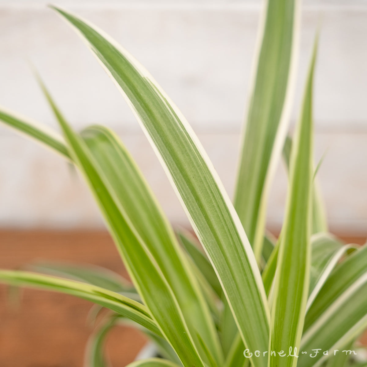 chlorophytum comosum ocean Chlorophytum comosum 4in Ocean Spider Plant
