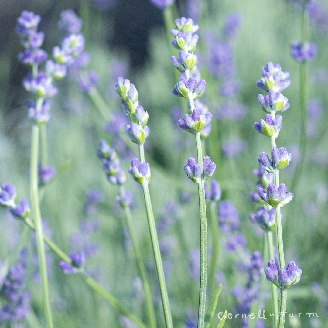 Lavandula ang Munstead 4in English Lavender – Cornell Farm