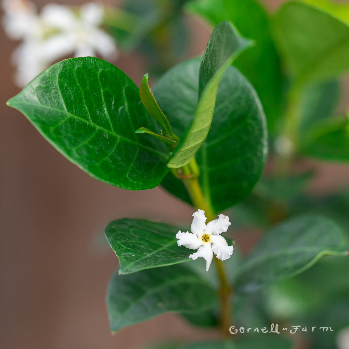 Trachelospermum jasminoides 2gal ST Star Jasmine