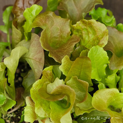 Lettuce Gourmet Salad Mix Jumbo 6pk