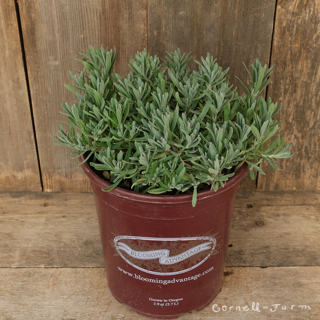 Lavandula x a. Bowles 1gal English Lavender – Cornell Farm