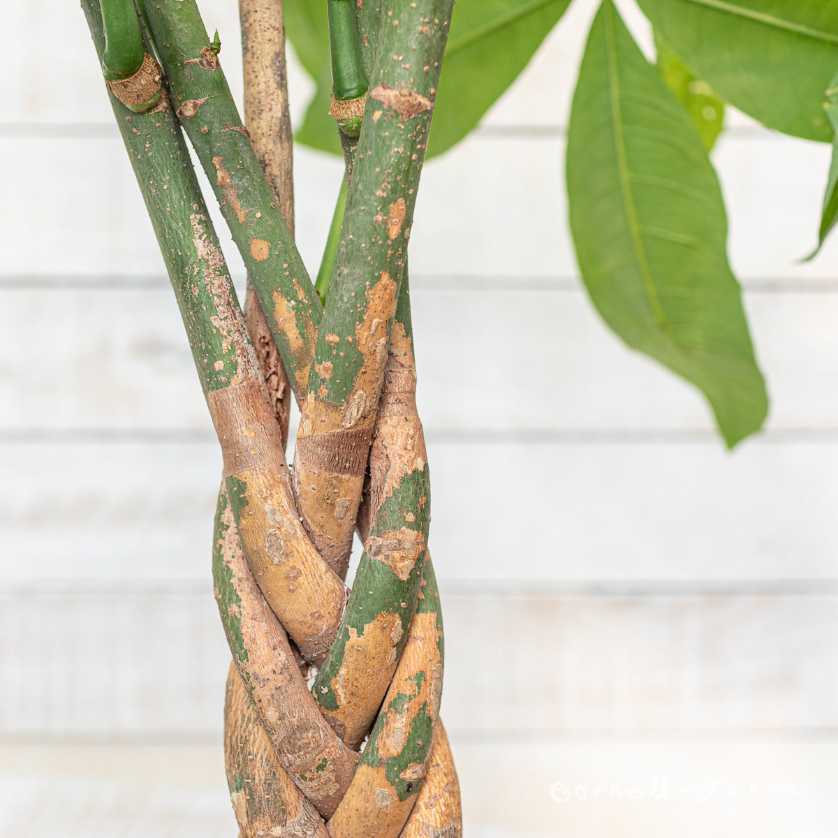 10in Money Tree Pachira aquatica 10in Money Tree Braided – Cornell Farm