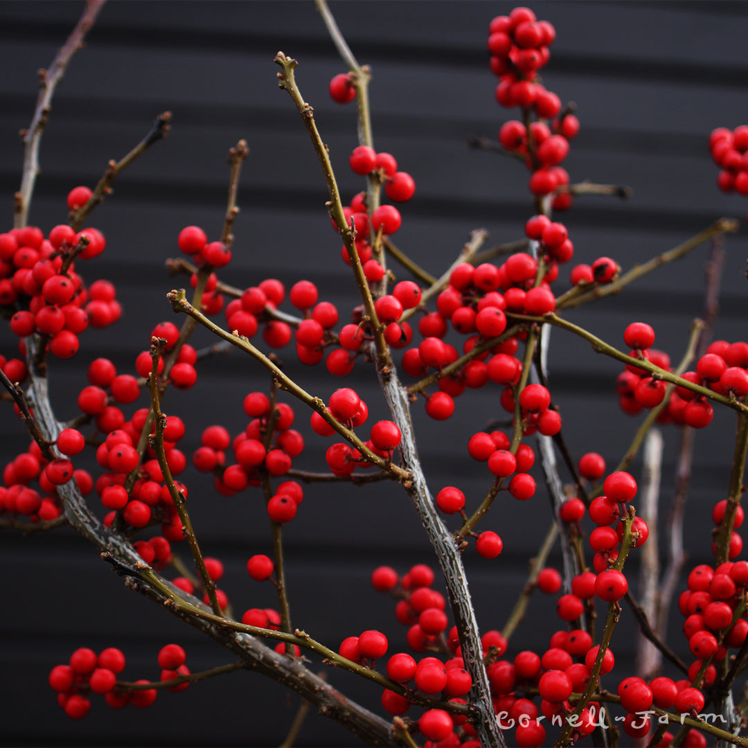 Ilex Winterberry Bunch Long - 32-44in – Cornell Farm
