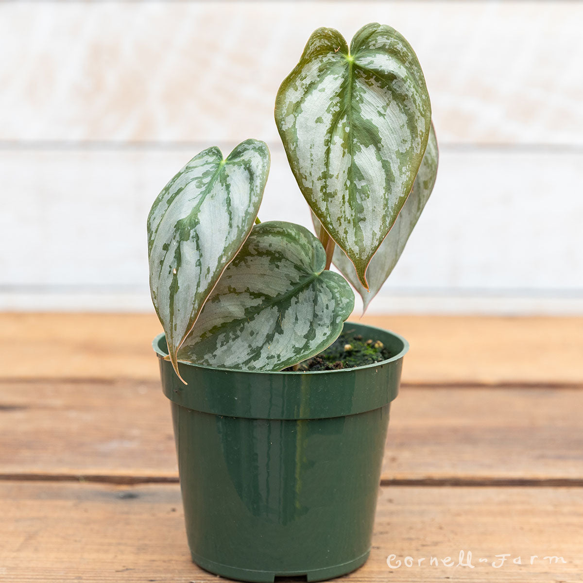 Philodendron brandtianum 4in Silver Leaf