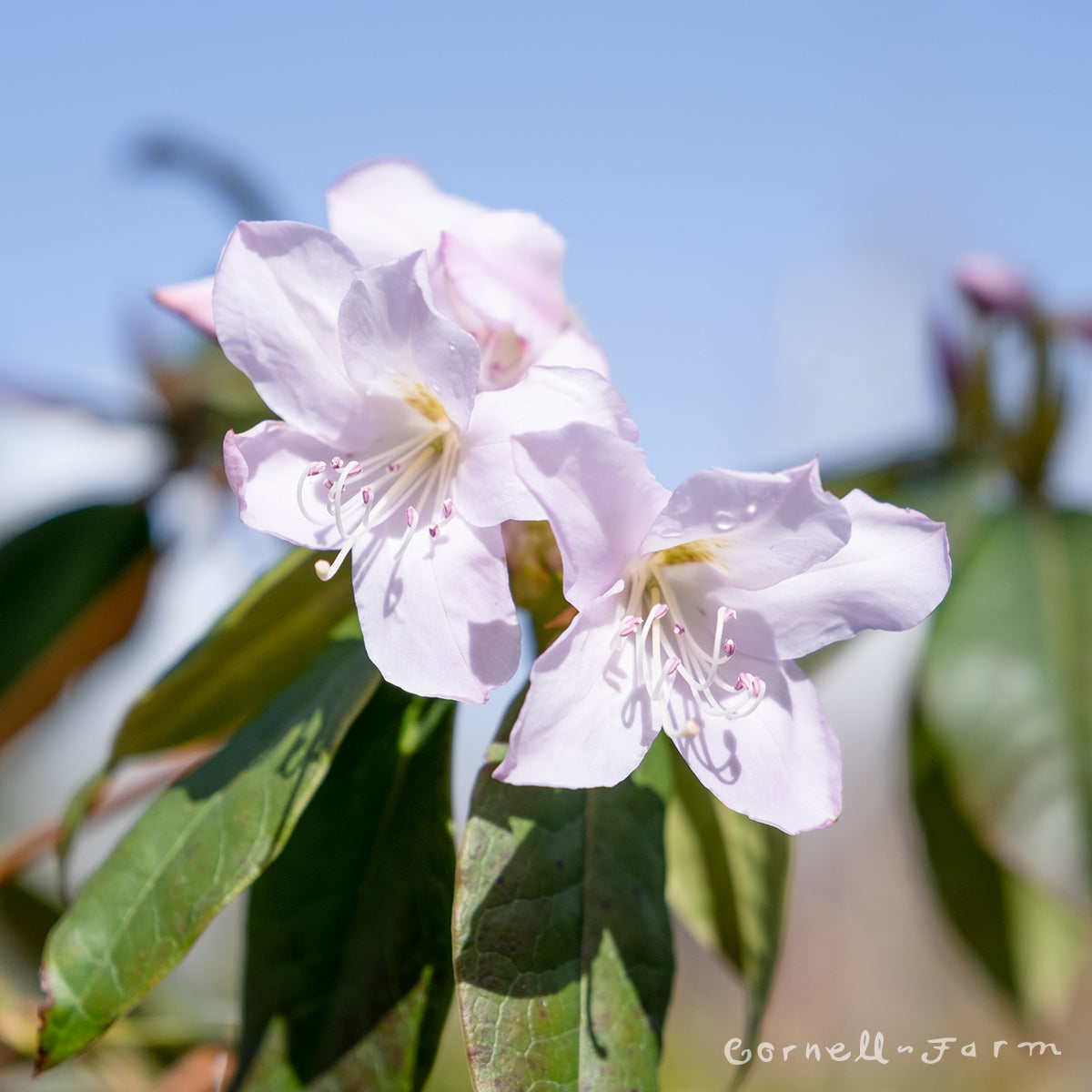 Rhododendron latoucheae