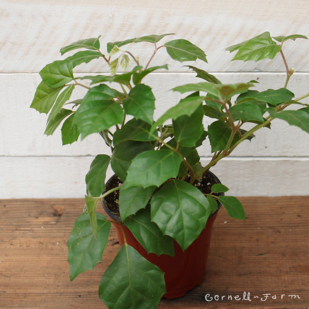 Cissus rhombifolia 4in Grape Ivy