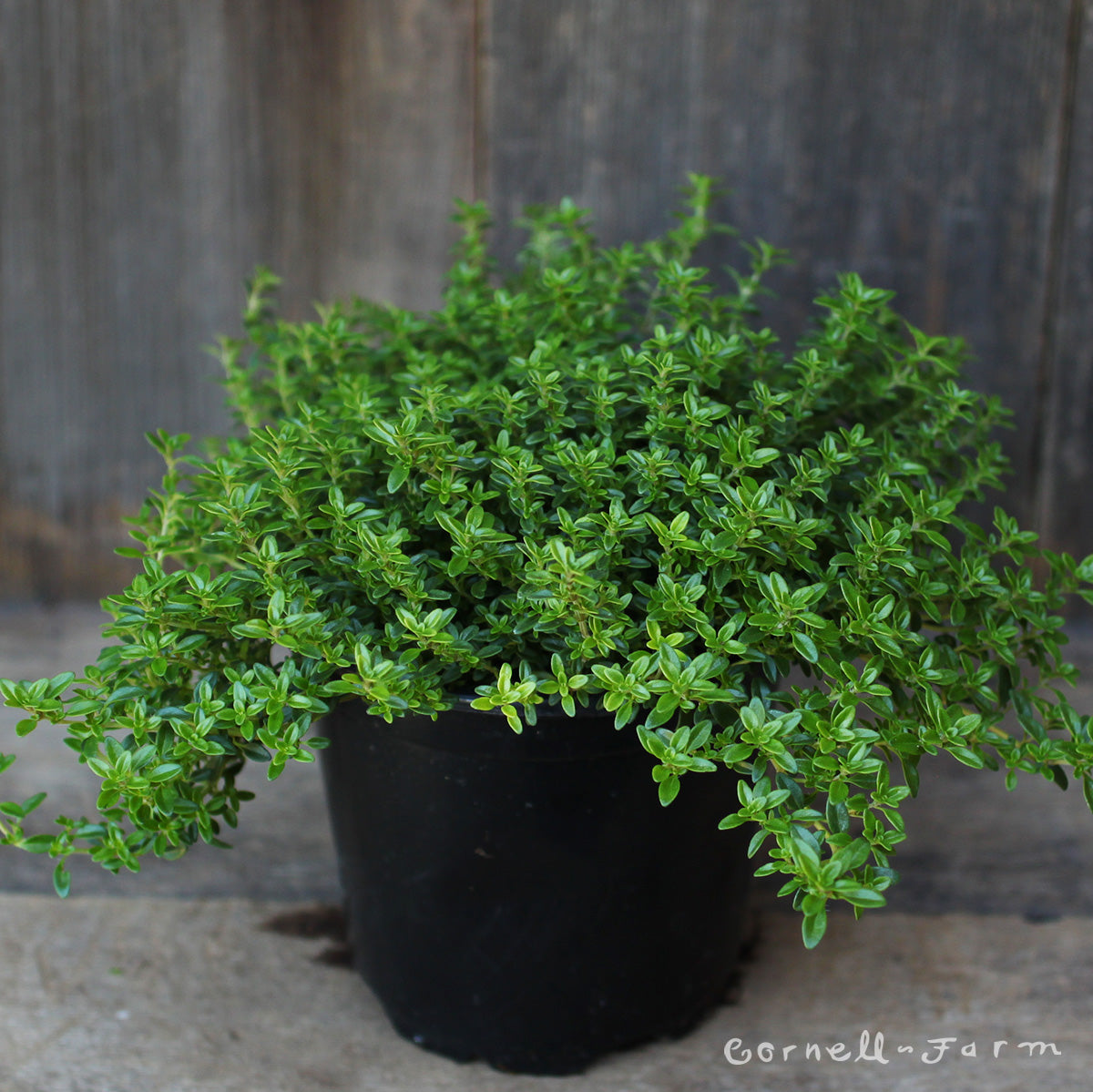 Thymus c. Archer's Gold 4.25in Thyme CF