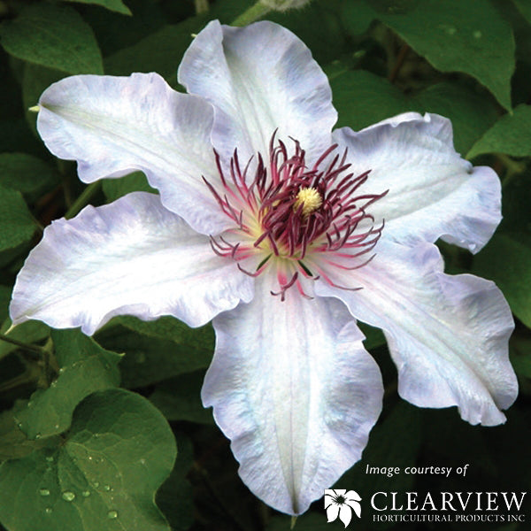 Clematis First Lady 2gal