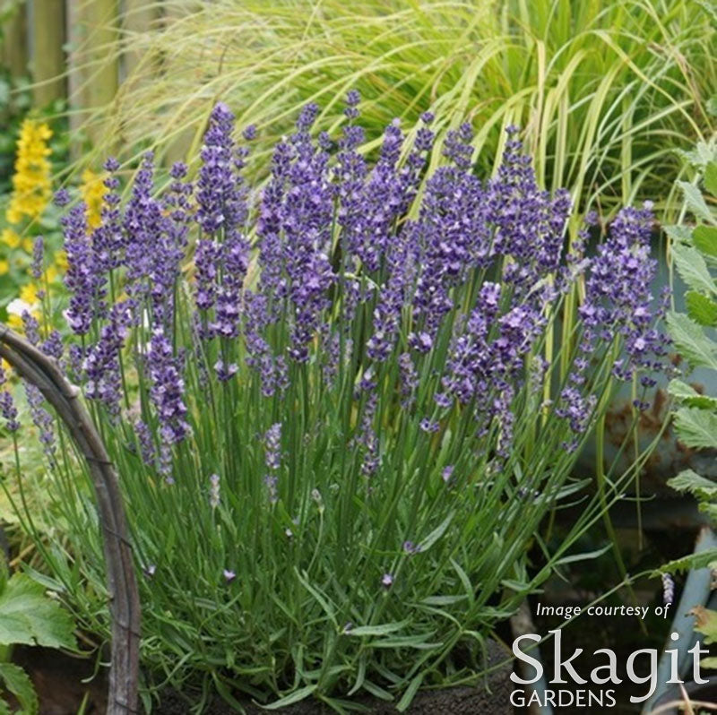 big time blue lavender plants Lavandula Big Time Blue 4.25in Lavender CF