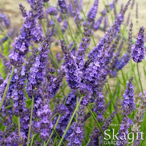 where can i buy french lavender plants near me Lavandula int Grosso 1gal French Lavender