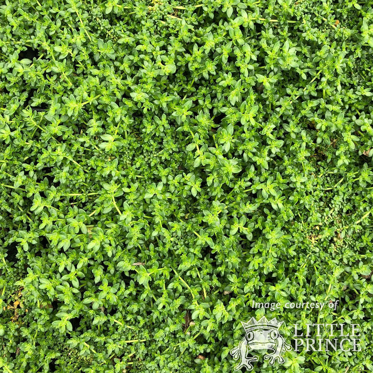 Herniaria glabra 4.25in Green Carpet CF