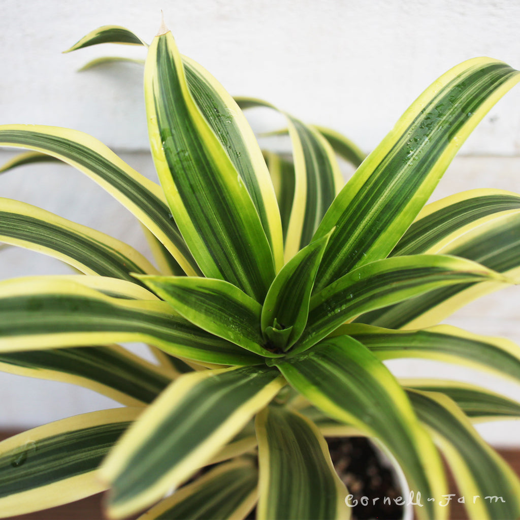 Dracaena reflexa 4in Song of India