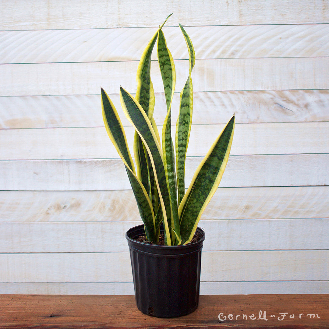 sansevieria florece Sansevieria trifasciata 8in Laurentii – Cornell Farm