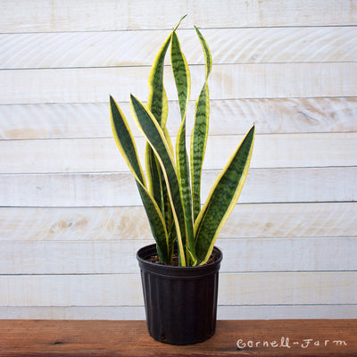 sansevieria truffaut Sansevieria trifasciata 8in Laurentii – Cornell Farm