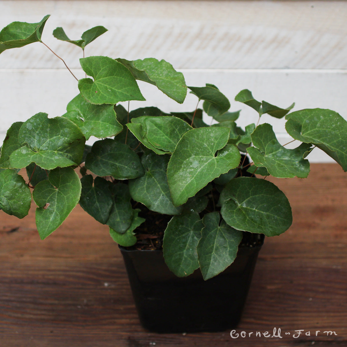 Epimedium x perralchicum Frohnleiten 1gal