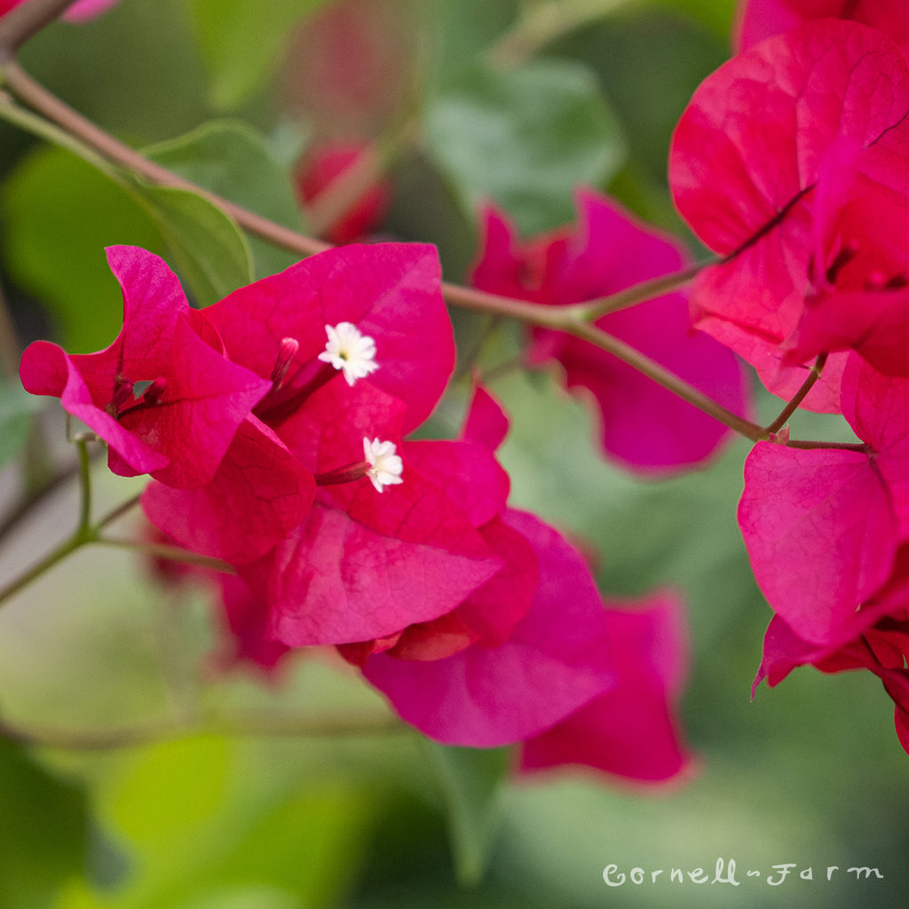 Bougainvillea Barbara Karst 5gal ST – Cornell Farm
