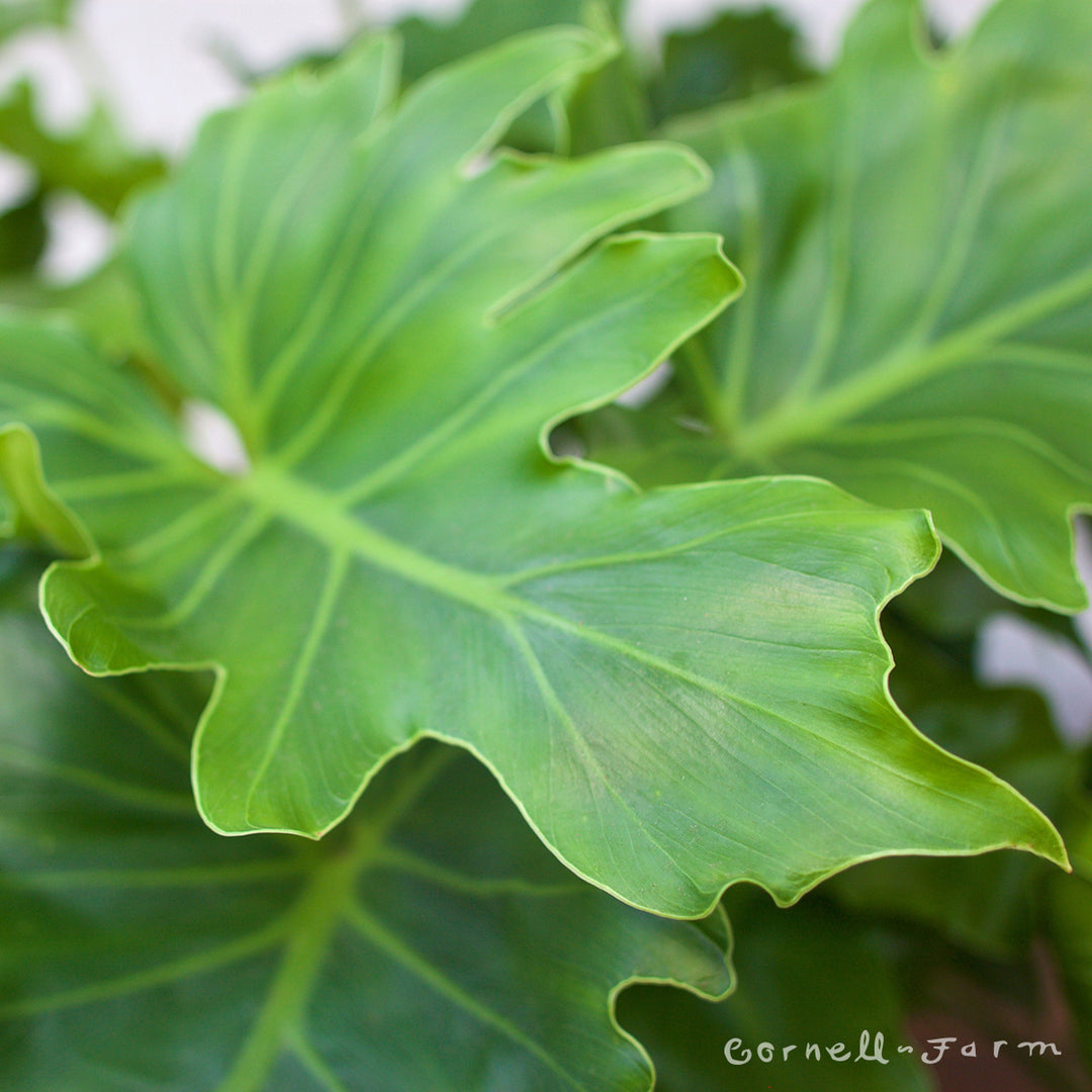 little hope philodendron Philodendron 6in Little Hope – Cornell Farm