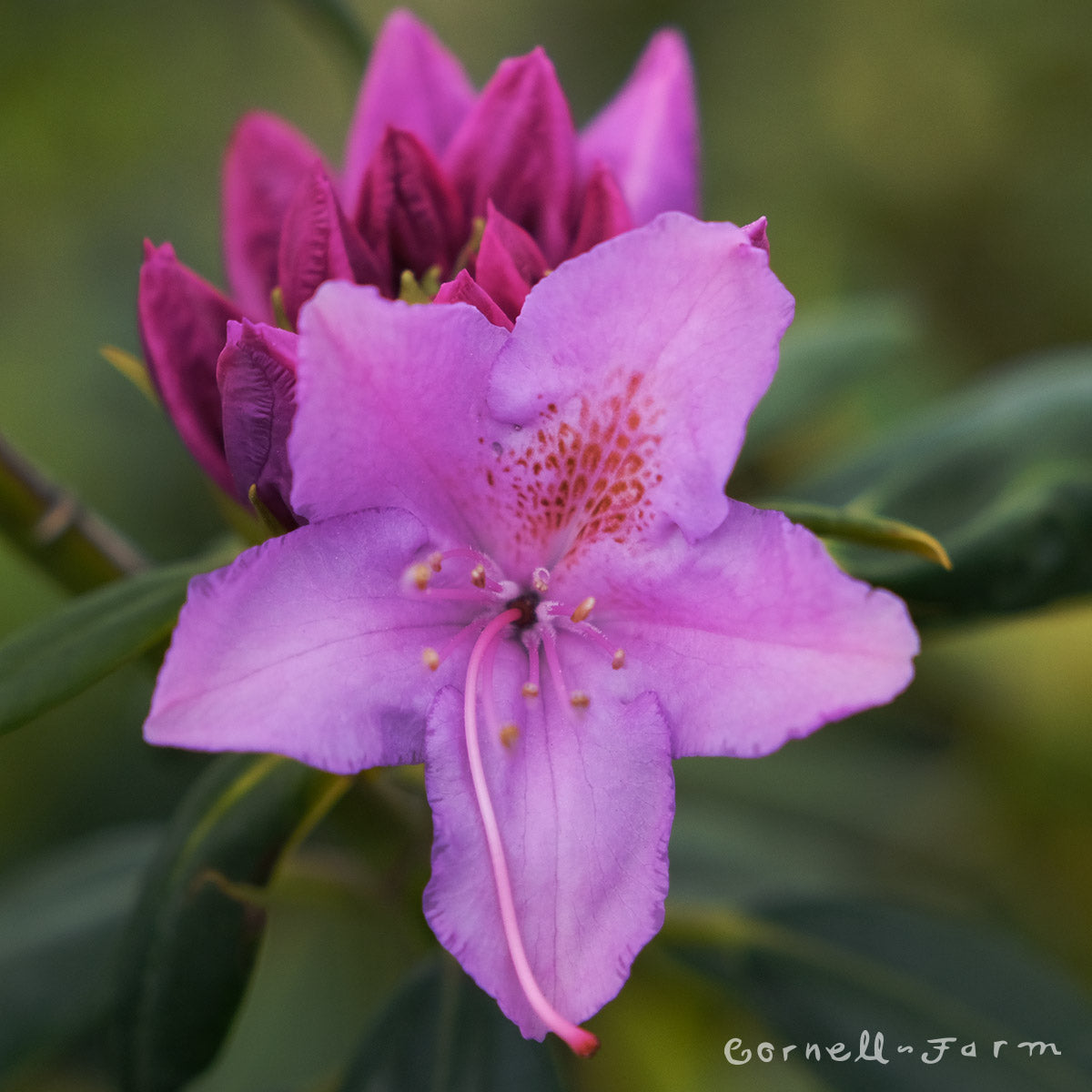 Rhododendron English Roseum 5gal