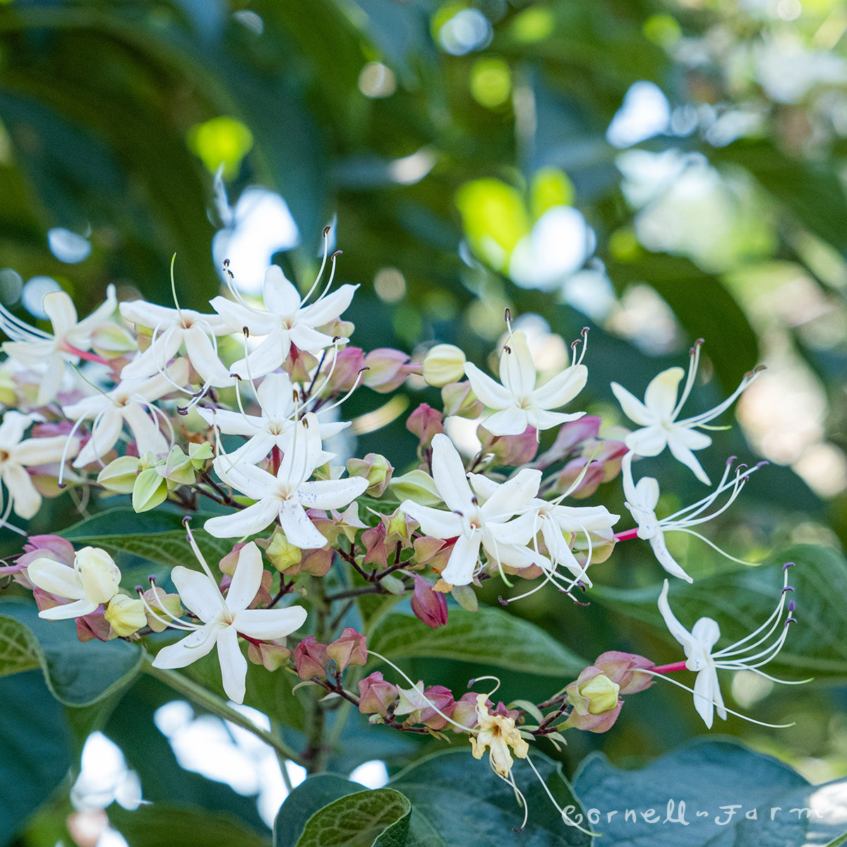 Clerodendrum t. Peanut butter 5gal Glorybower