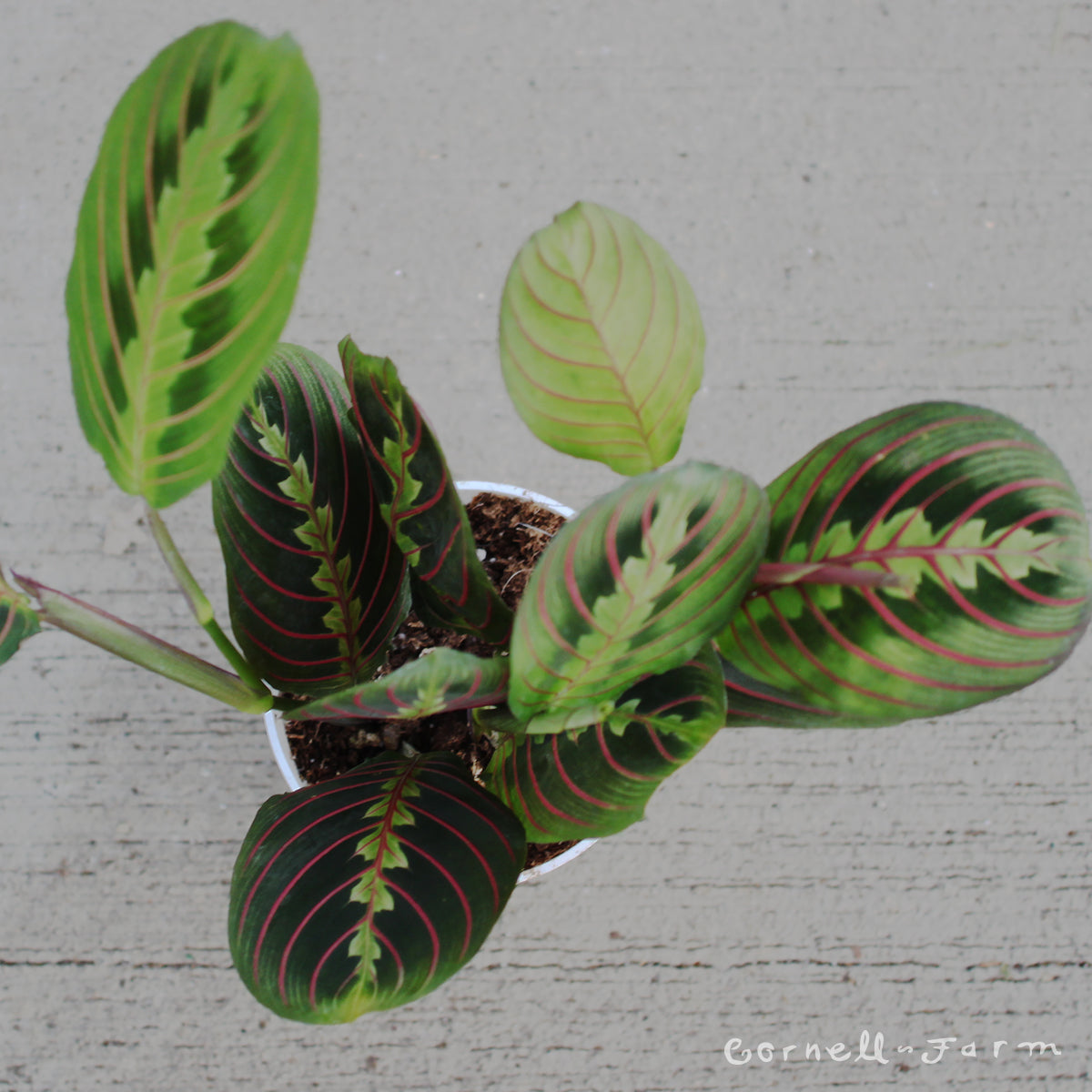 prayer plant new leaf Maranta le. erythroneura 4in Red Nerve Prayer Plant