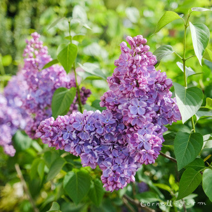 Syringa vulgaris Mom's Lilac 1gal Old Fashioned - light purple CF