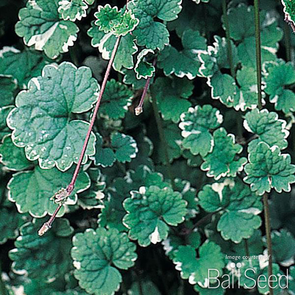 creeping charlie house plants for sale Glechoma Creeping Charlie 4.25in CF – Cornell Farm