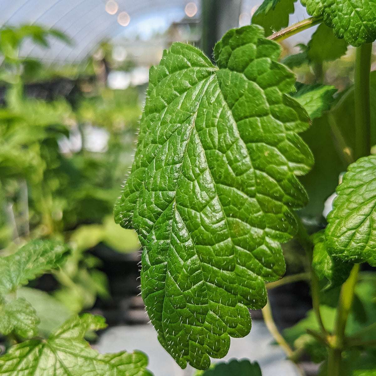 Lemon Balm All Gold 4in Melissa officinalis
