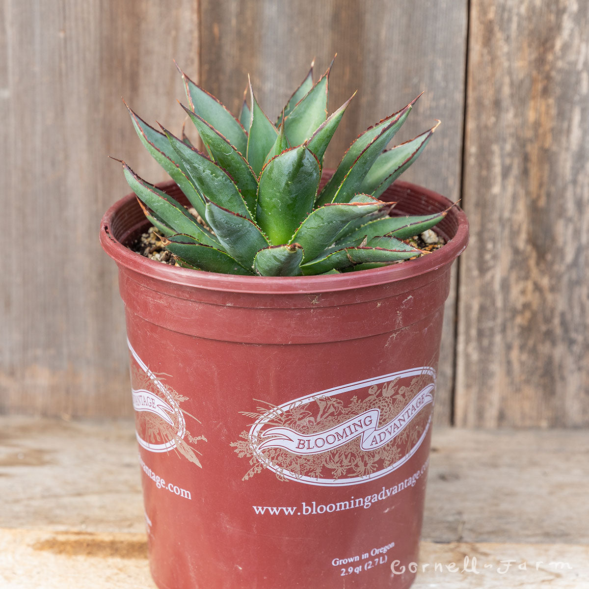 Agave Blue Glow 1gal