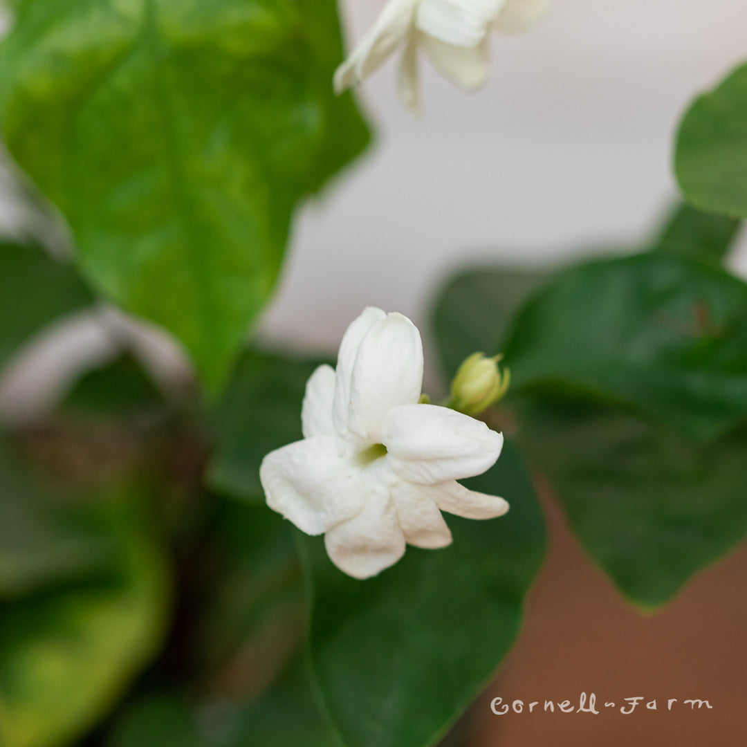 Jasmine sambac 4in Arabian Jasmine – Cornell Farm