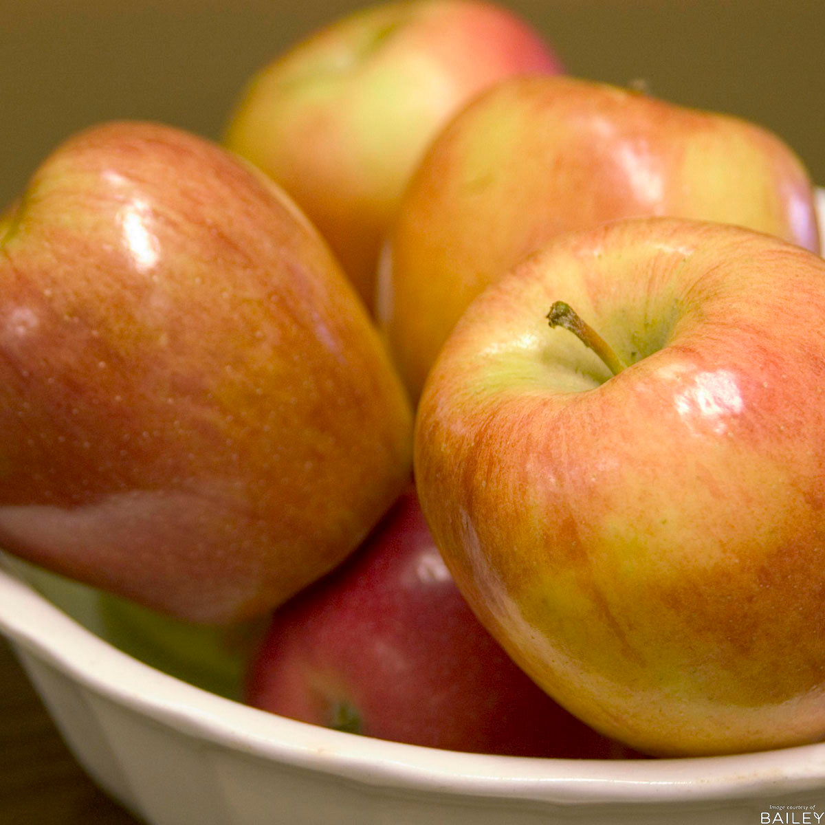 Apple Honeycrisp 5gal