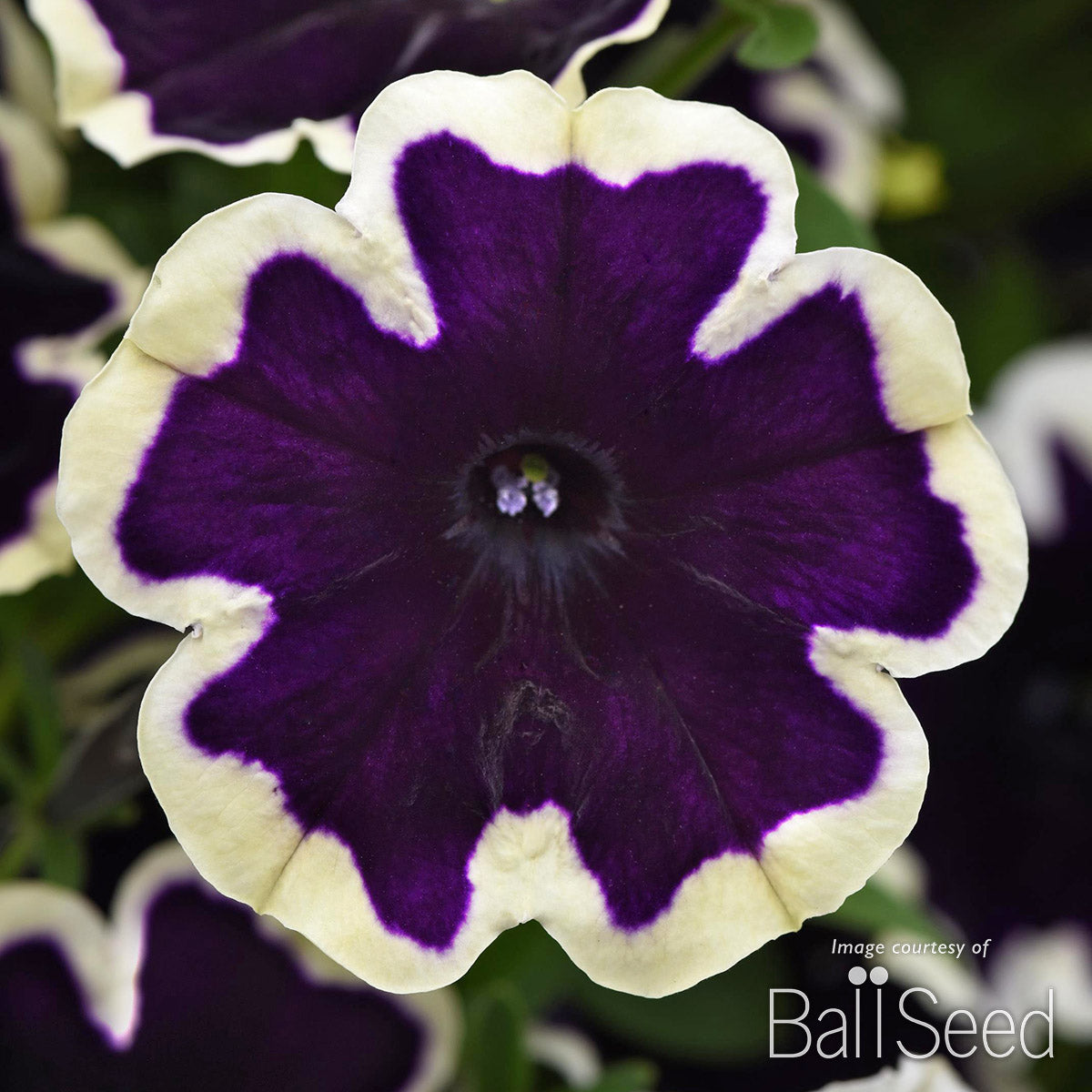 Petunia SureShot Blueberries & Cream 4.25in CF