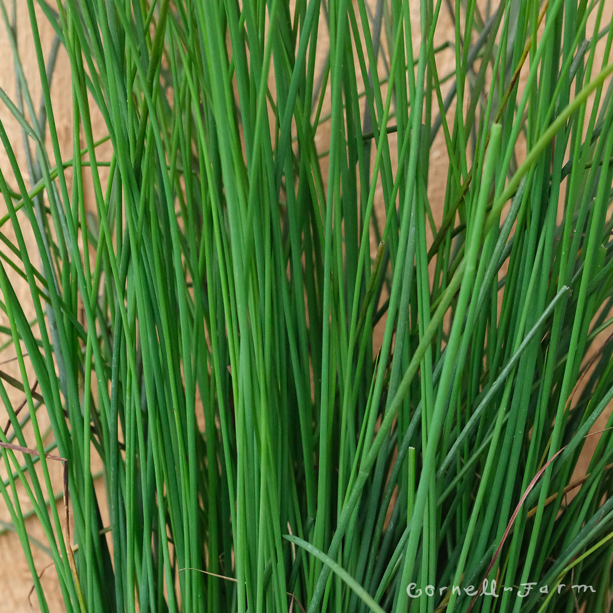 Juncus Blue Dart 4in