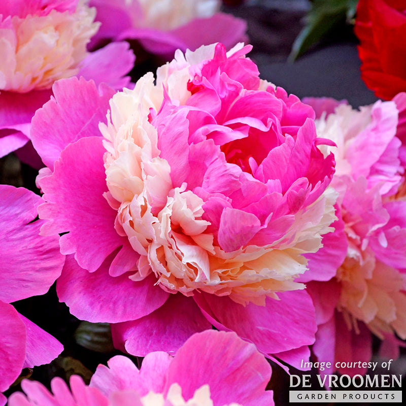 Paeonia Sorbet 2gal Peony CF