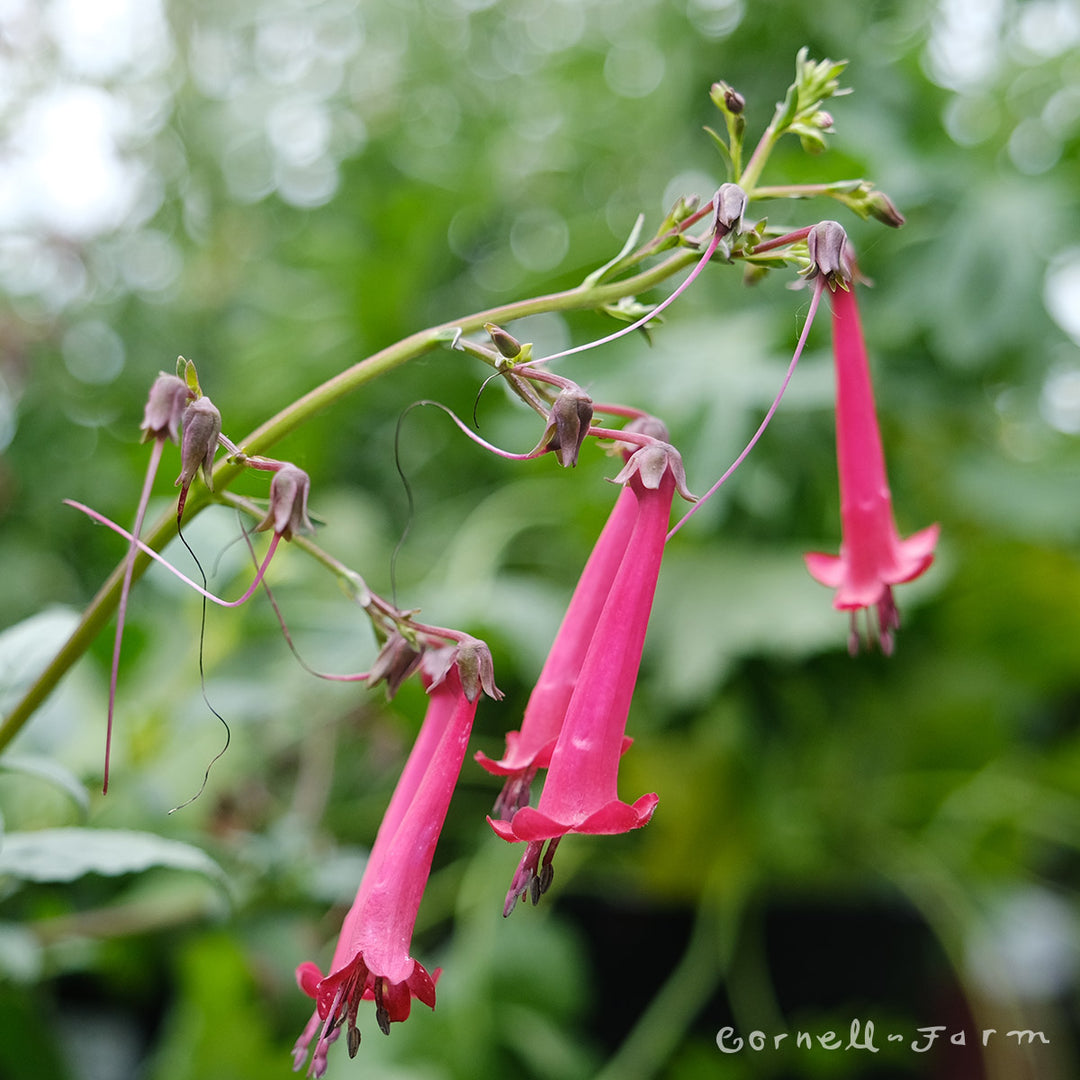 Cy'rqueフライヤーLAFFLESIA繭CHARLESMAYALAREINE Phygelius Cherry Ripe Cape Fuchsia 1gal – Cornell Farm