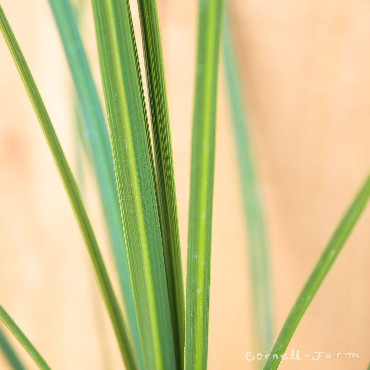 Cordyline Spikes Green 1gal indivisa