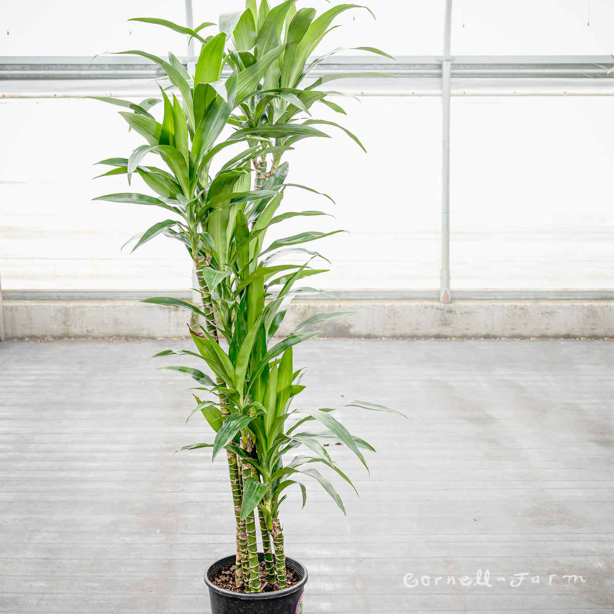 lisa dracaena plant Dracaena deremensis 10in Lisa c/b cane – Cornell Farm
