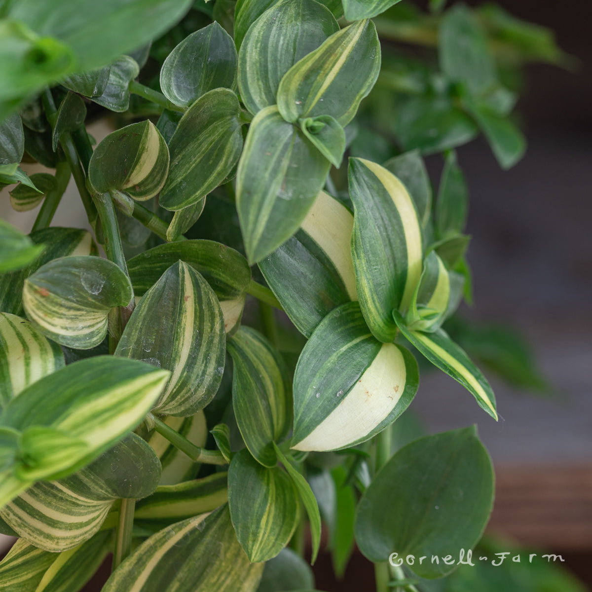 Tradescantia fluminensis 8in White Variegated Wandering