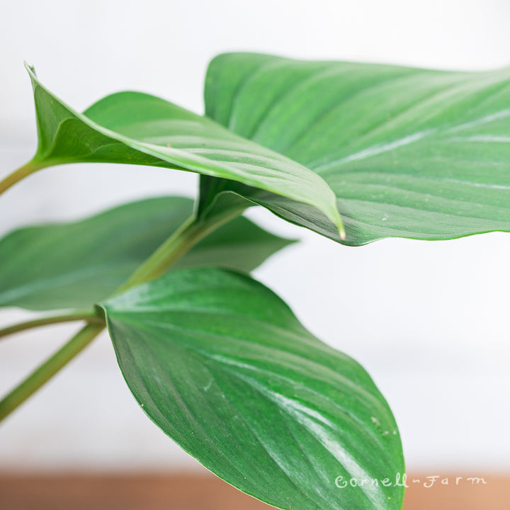 Homalomena 6in Emerald Gem – Cornell Farm