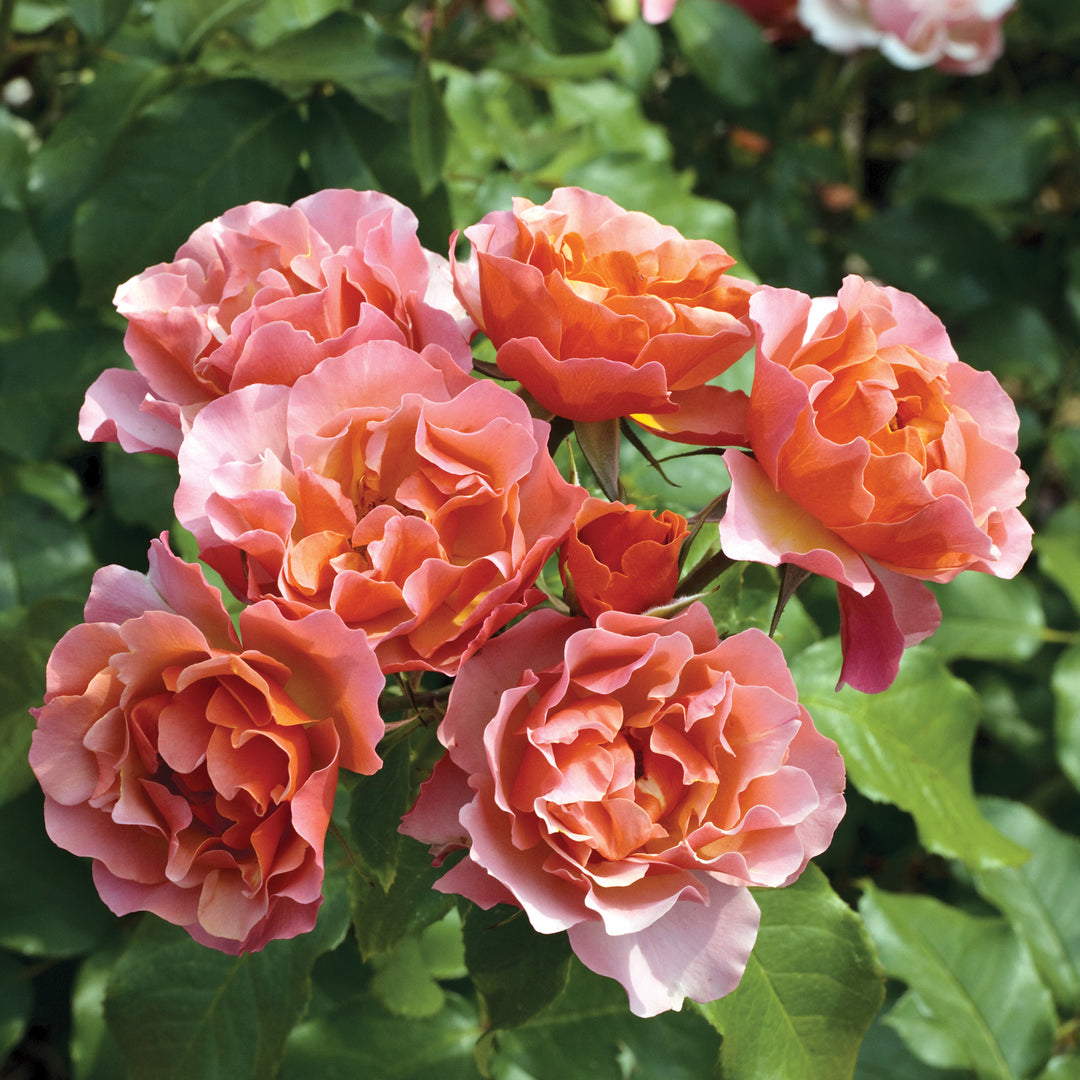 Metalina Rose