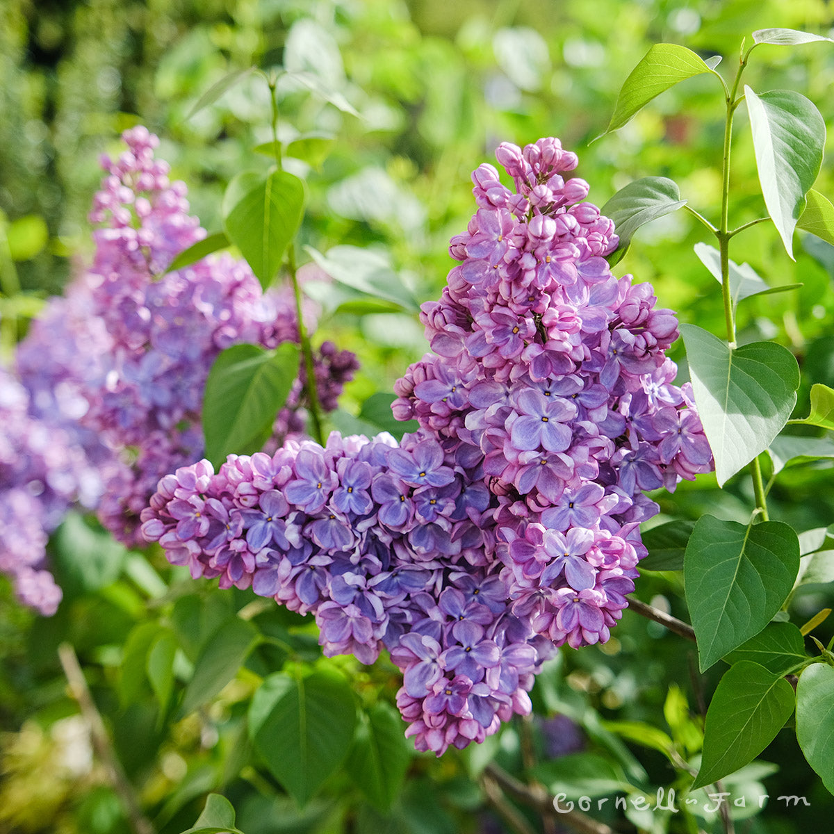 Syringa vulgaris Mom's Lilac 2gal Old Fashioned - light purple CF