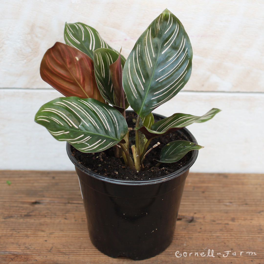 Calathea ornata 4in