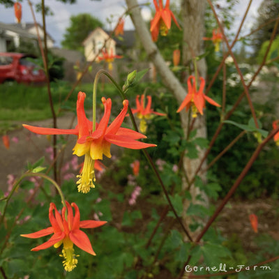 Aquilegia formosa 2gal. Columbine