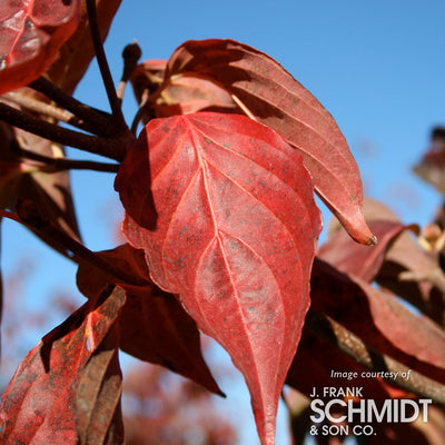 Cornus k. x nuttallii Venus 20gal Dogwood tree