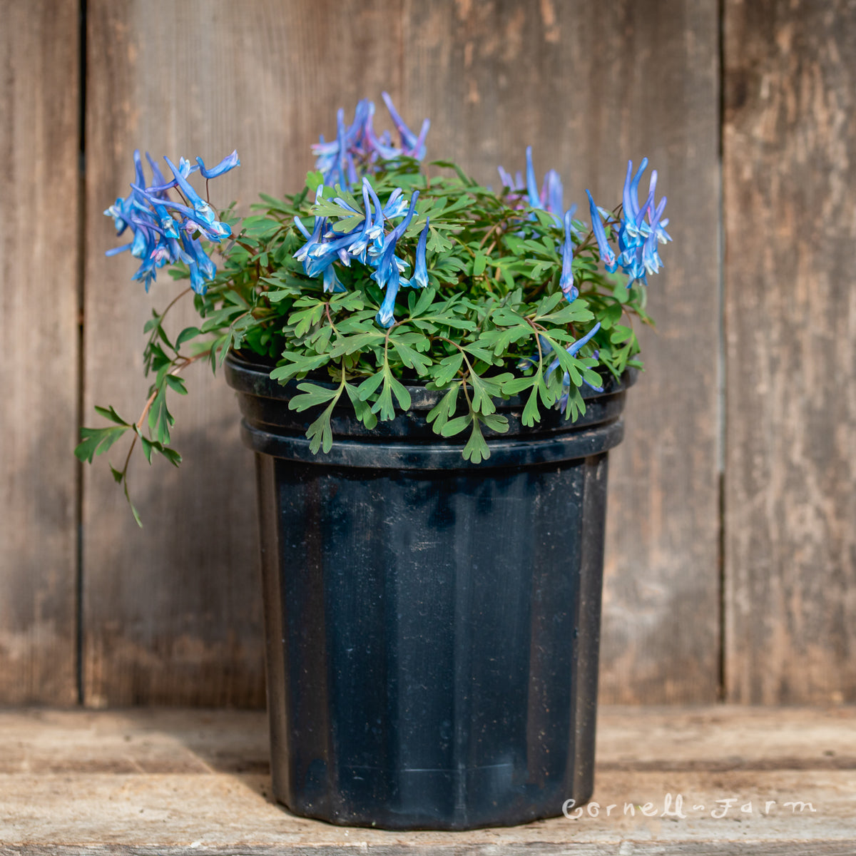 Corydalis Blue Heron 1gal