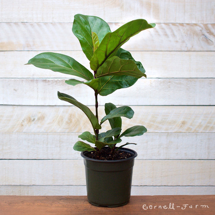 fiddle leaf fig tree español Fiddle Leaf Fig (Ficus Lyrata) – Cornell Farm